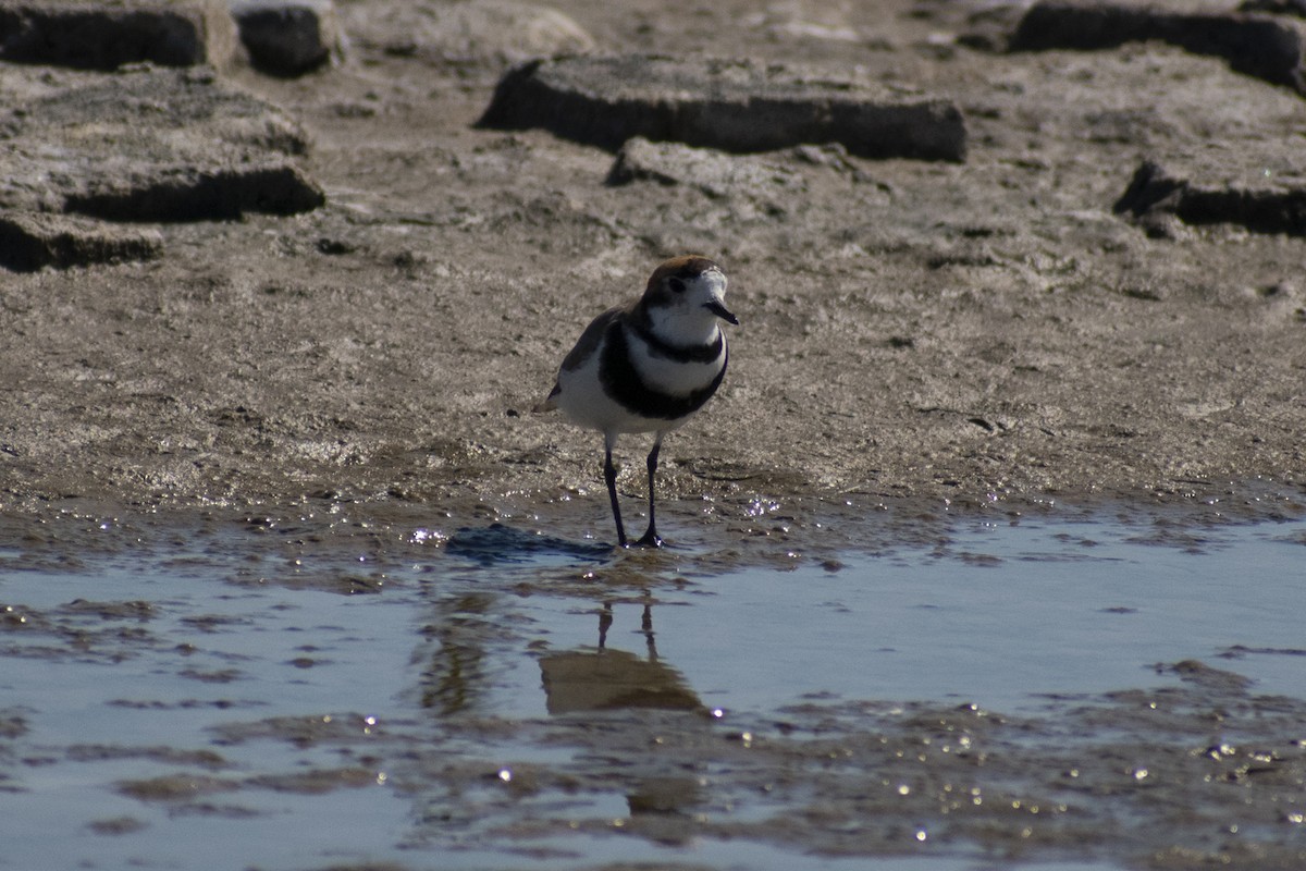 Two-banded Plover - ML610786024