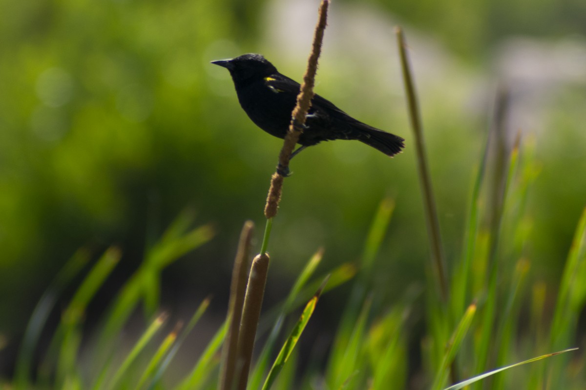 Yellow-winged Blackbird - ML610786049