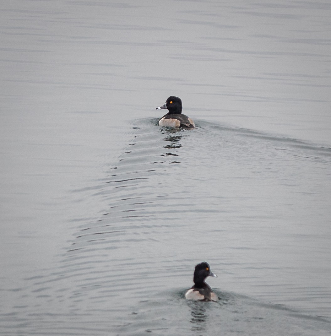 Ring-necked Duck - bj worth