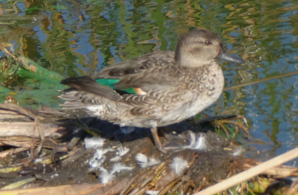 Green-winged Teal - ML610786296