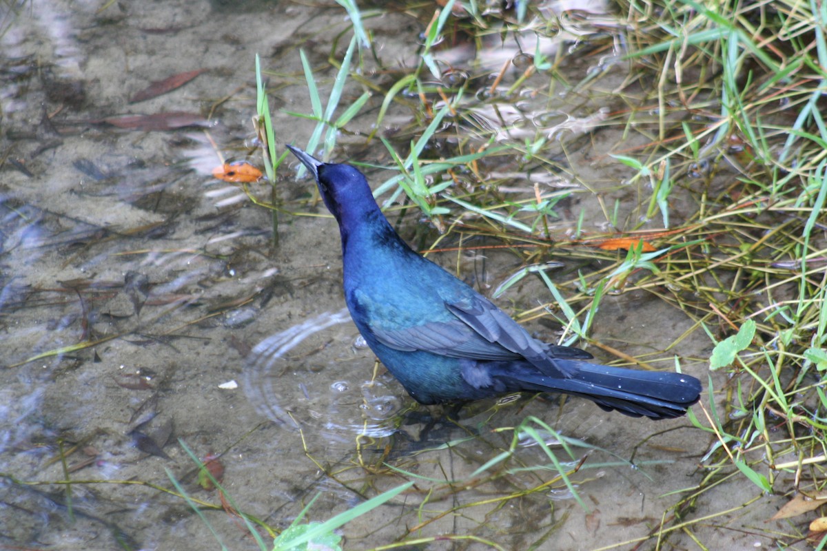 Boat-tailed Grackle - ML610786299