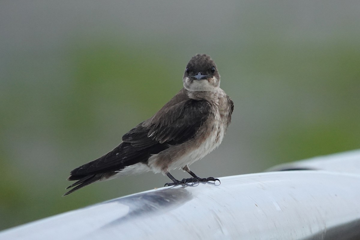 Brown-chested Martin (tapera) - ML610786324