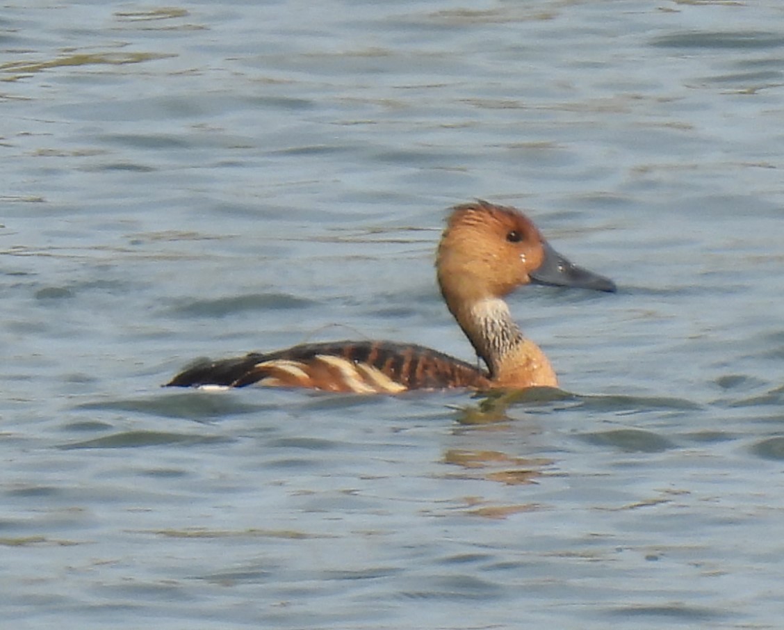 Fulvous Whistling-Duck - ML610786338