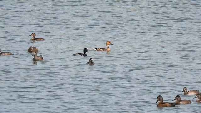 Fulvous Whistling-Duck - ML610786346