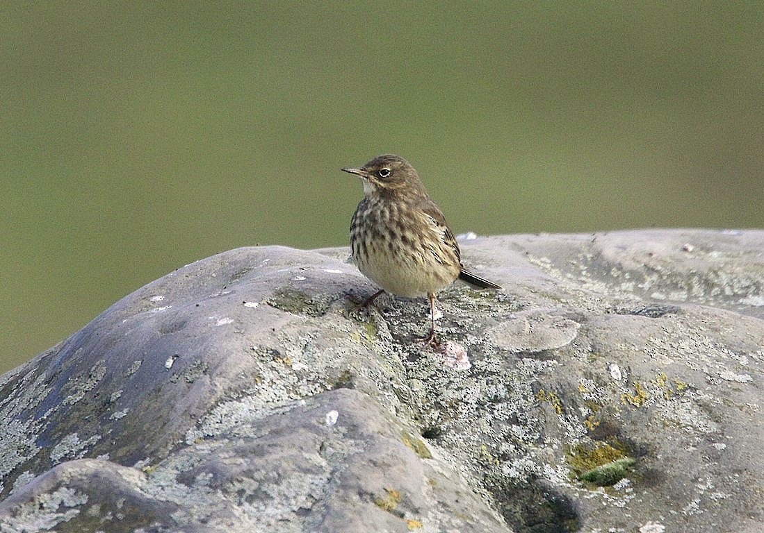 Rock Pipit (Western) - Chris Baines