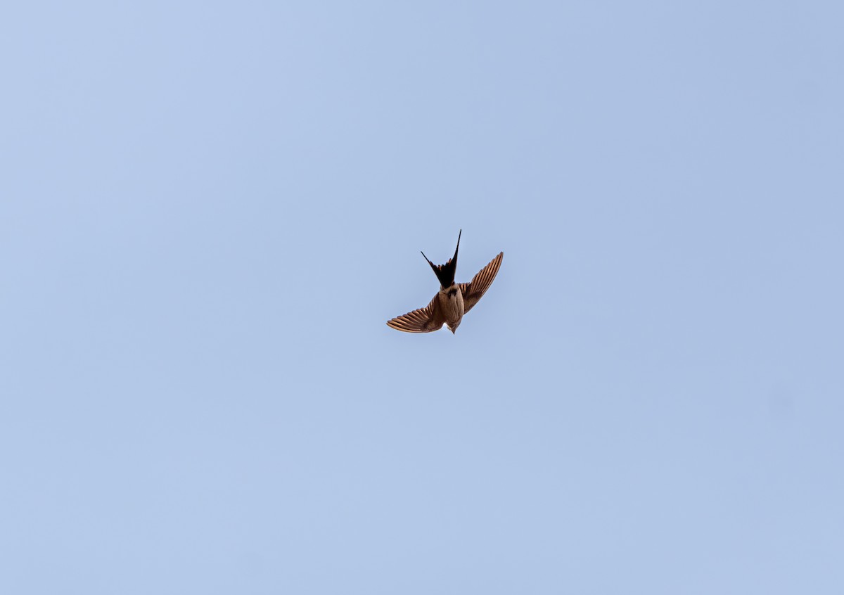 Red-rumped Swallow - ML610786726