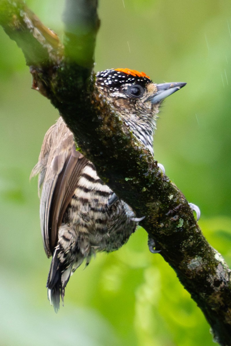 White-barred Piculet (White-barred) - ML610786733