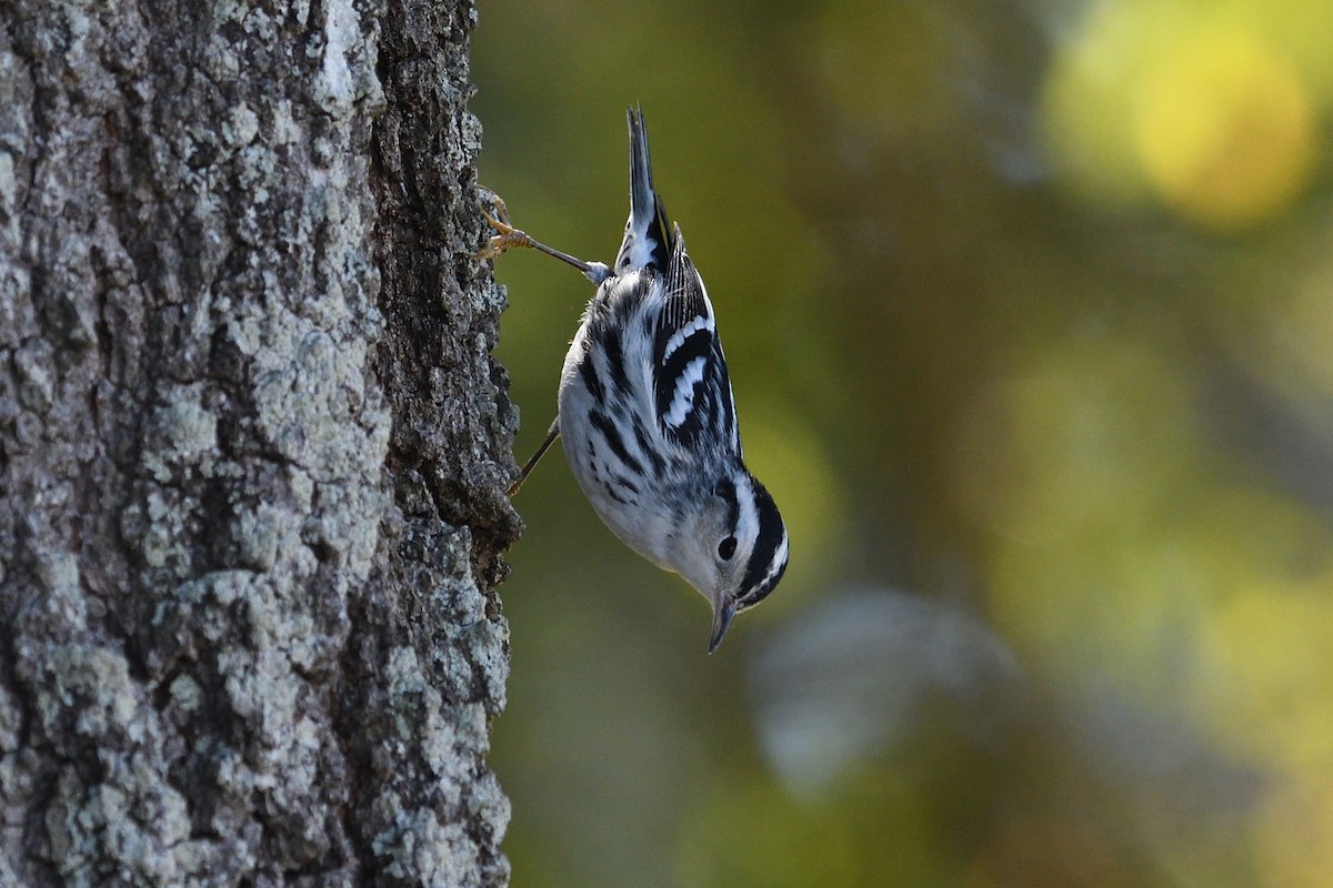 Black-and-white Warbler - ML610787358