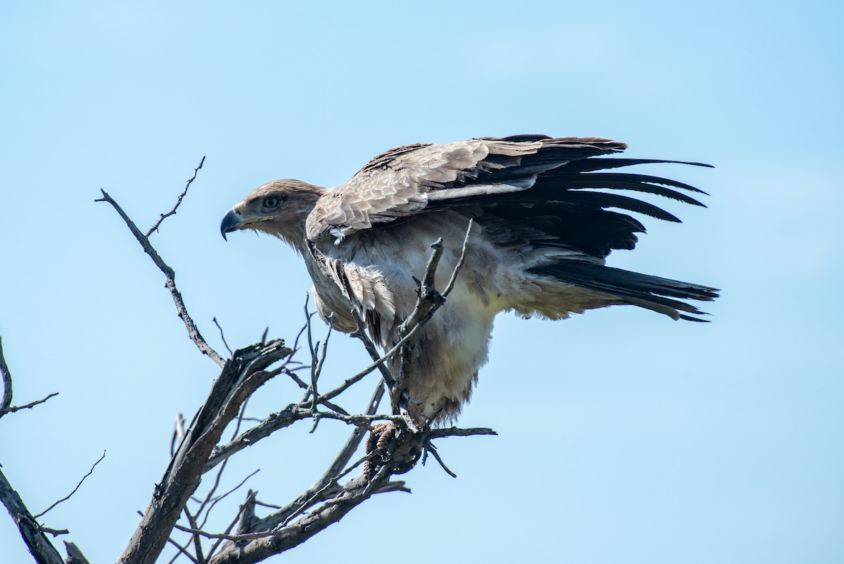 Tawny Eagle - Brent Reed
