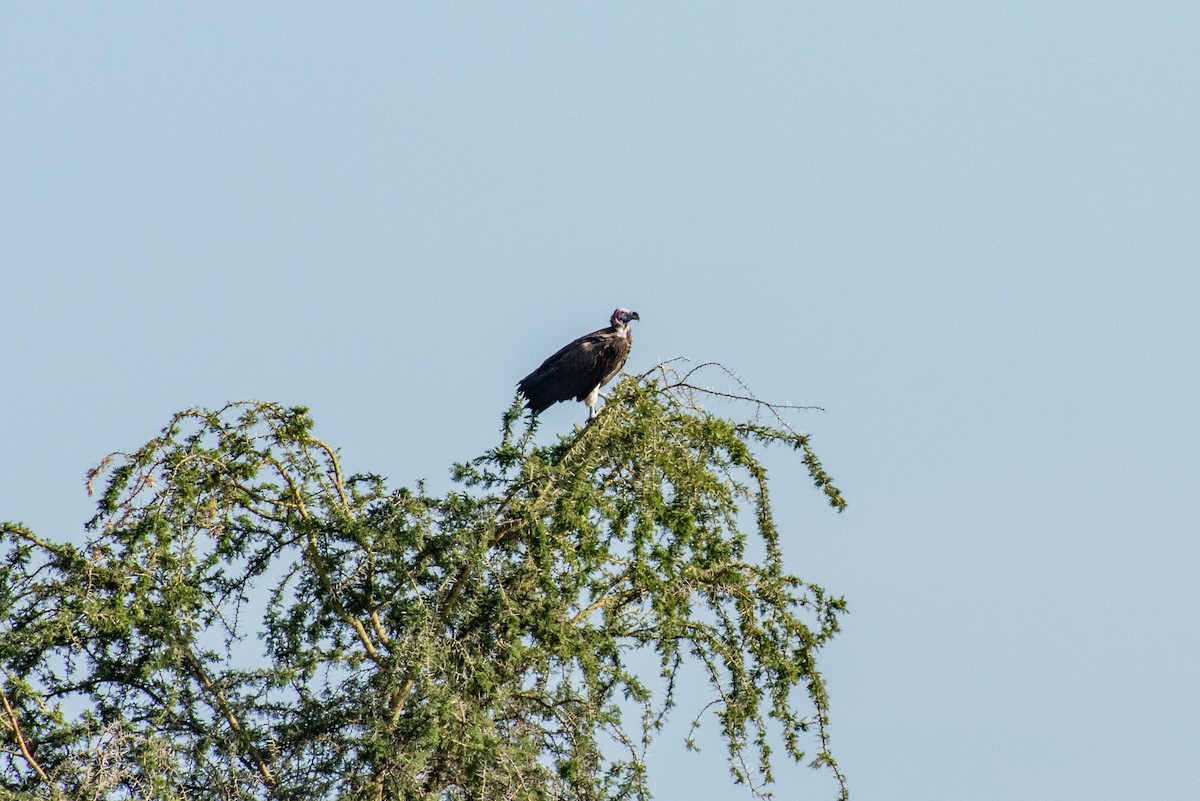 Lappet-faced Vulture - ML610787457