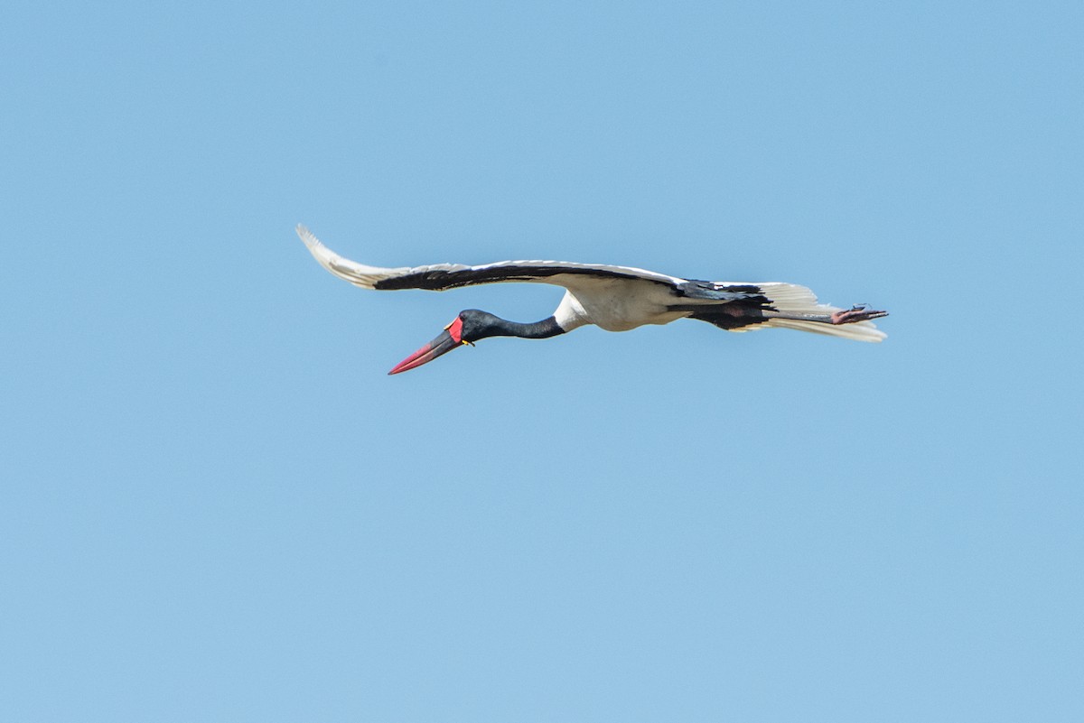 Saddle-billed Stork - Brent Reed