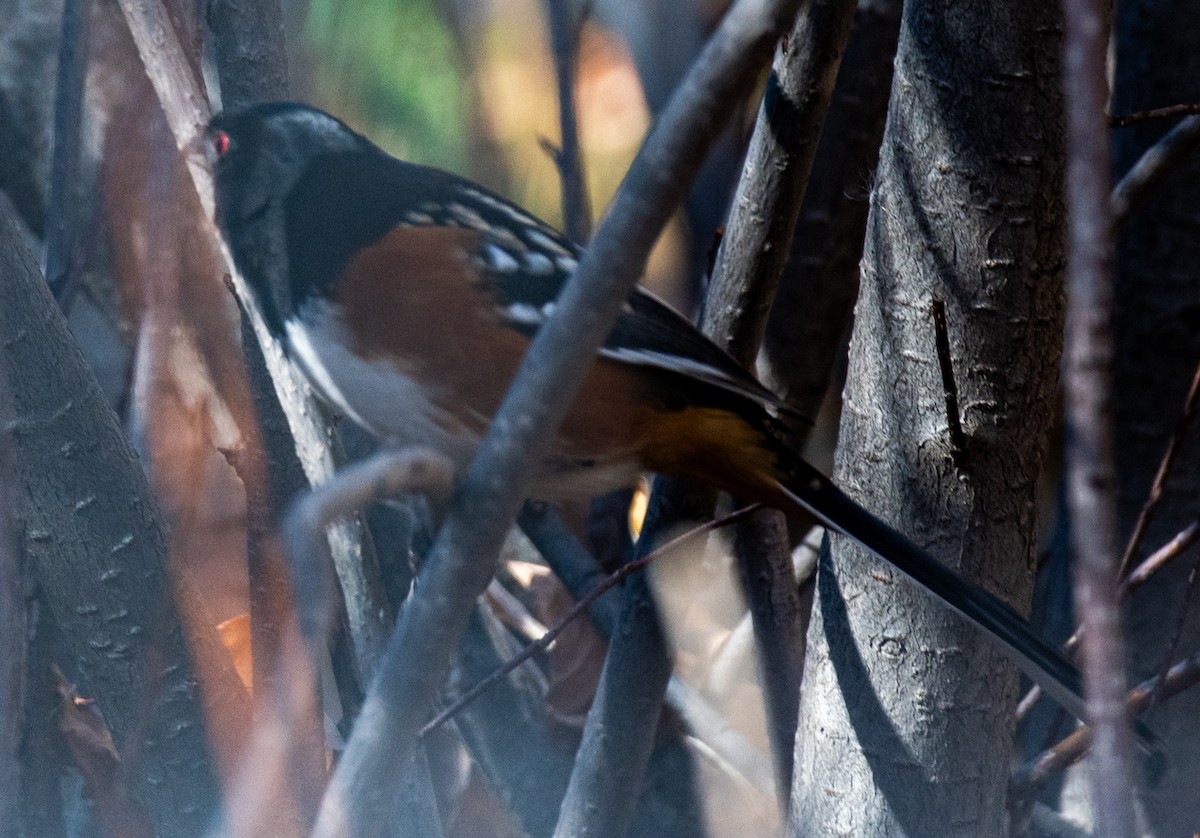 Spotted Towhee - ML610787864