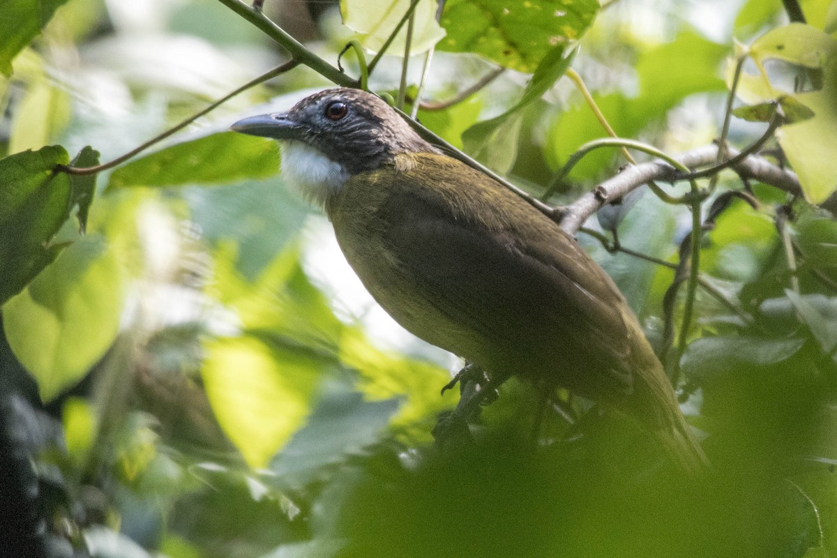 Red-tailed Greenbul - ML610787948