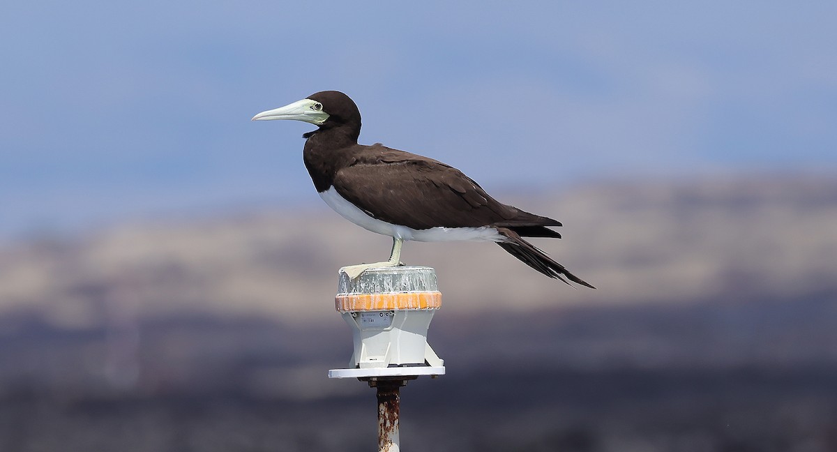 Brown Booby - ML610788145
