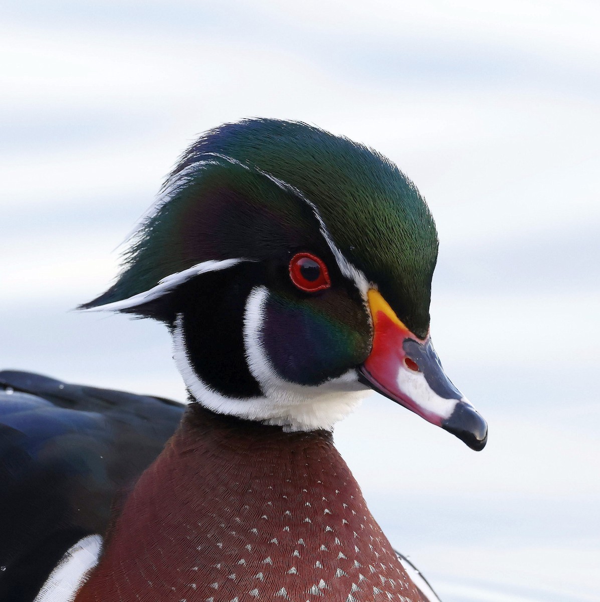 Wood Duck - Charles Fitzpatrick