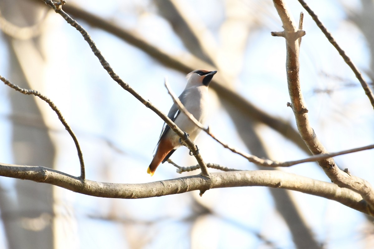 eBird Checklist 5 Nov 2023 Newco Drive, Hamlin 15 species
