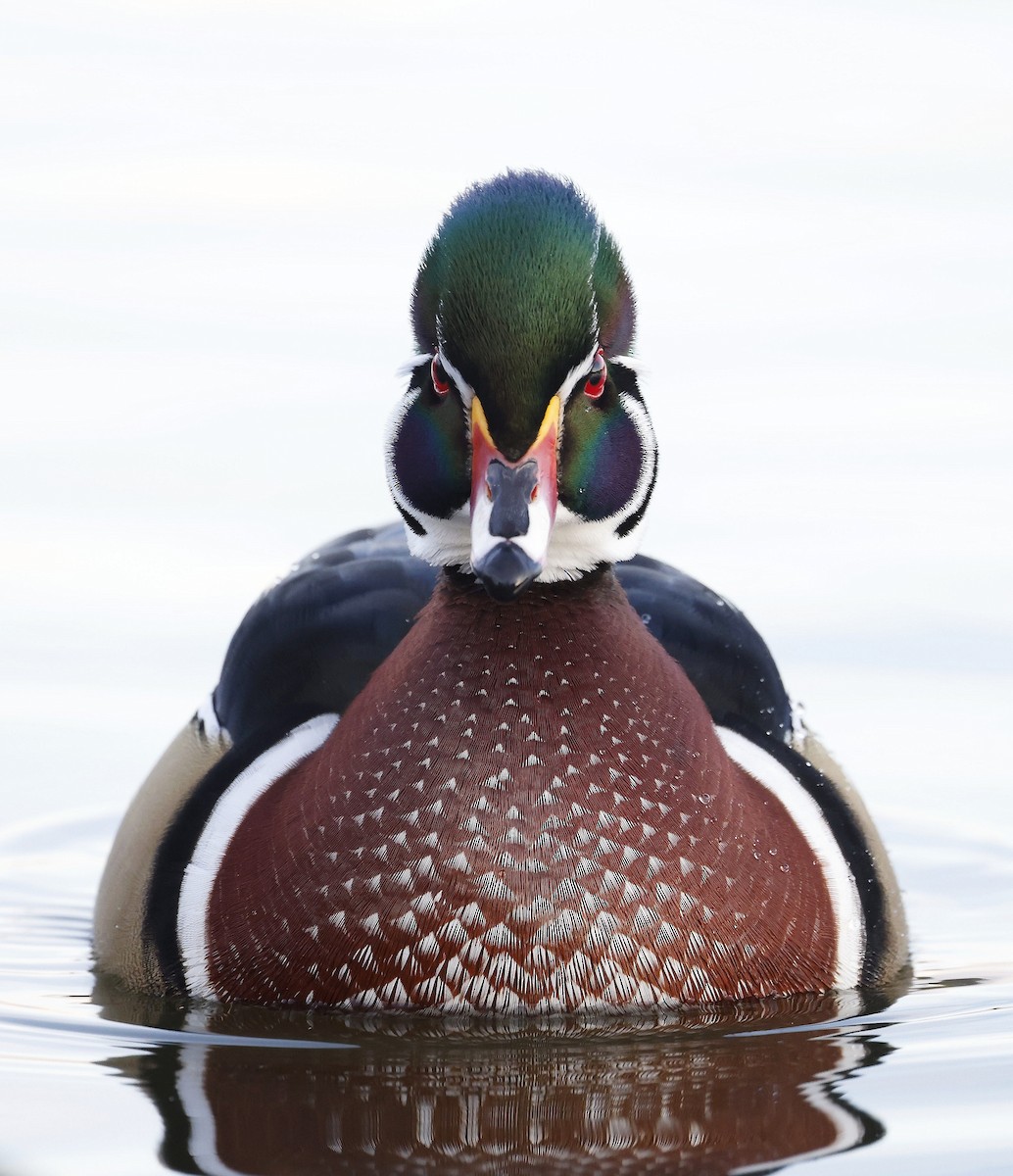 Wood Duck - Charles Fitzpatrick