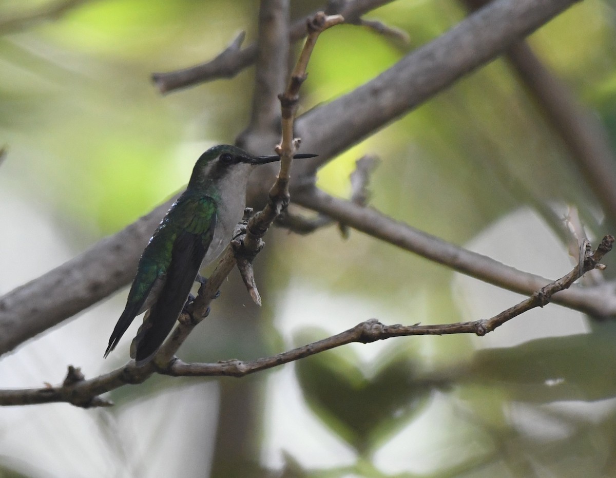 kolibřík modroocasý - ML610789139