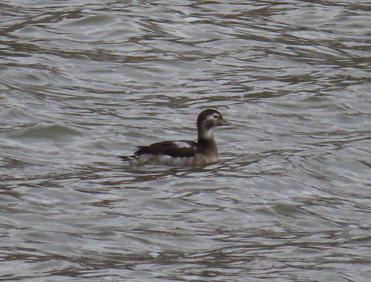 Long-tailed Duck - ML610789151