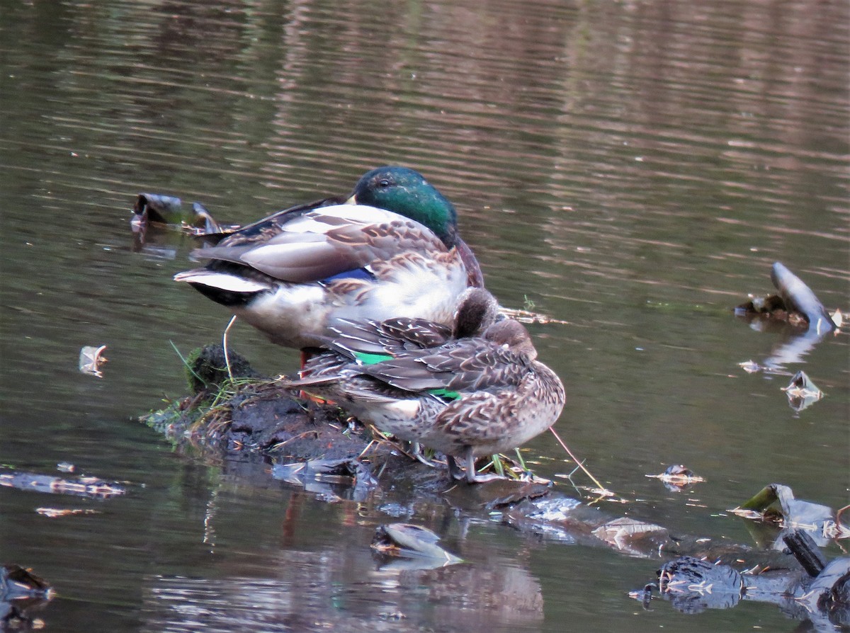 Green-winged Teal - ML610790067