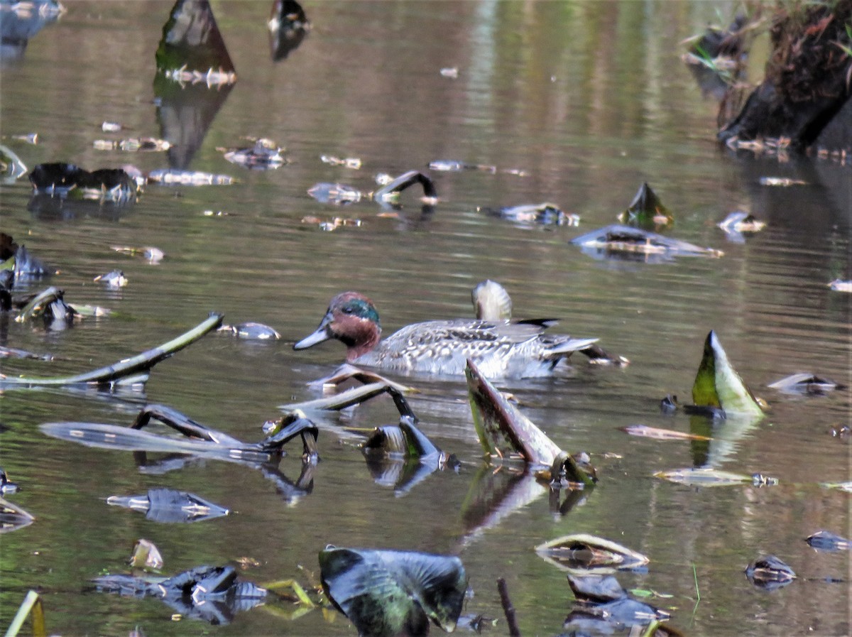 Green-winged Teal - ML610790068