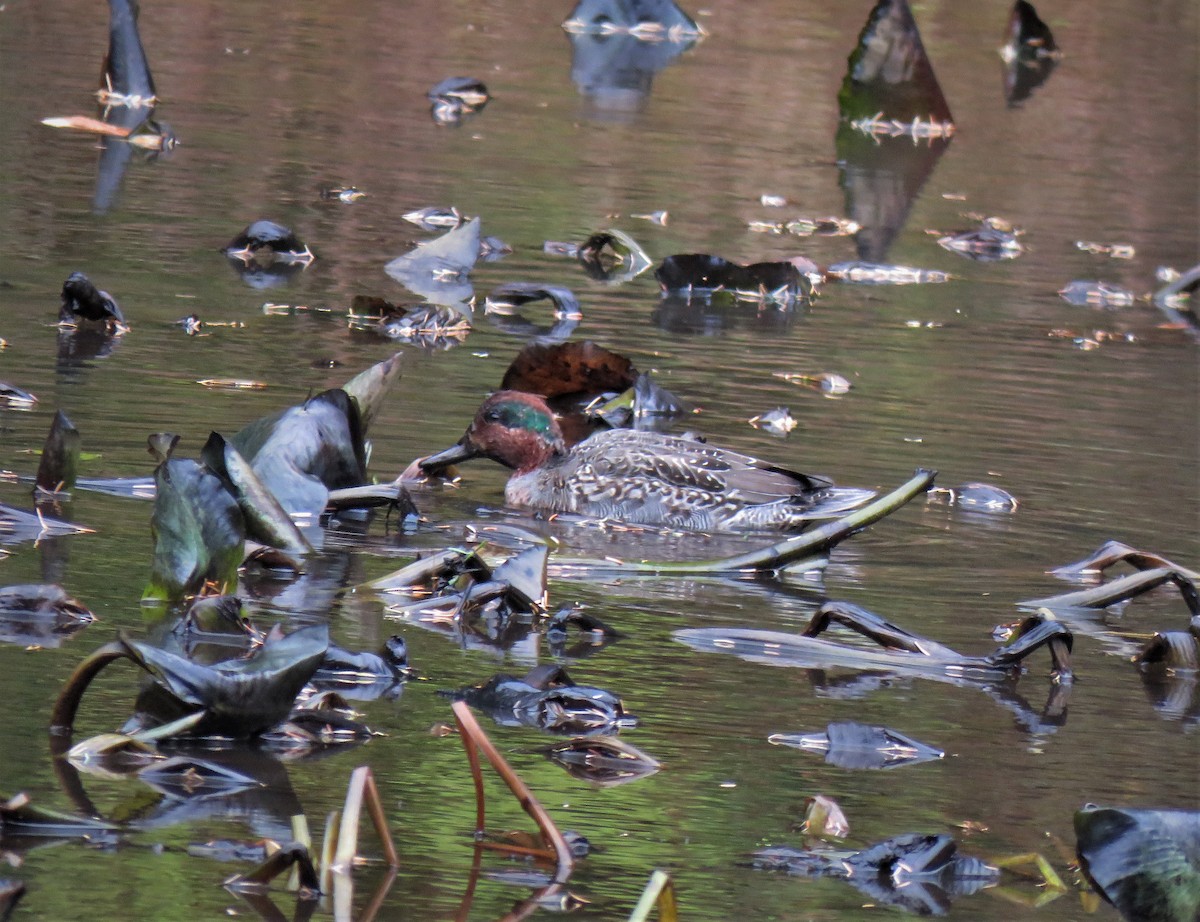 Green-winged Teal - ML610790069