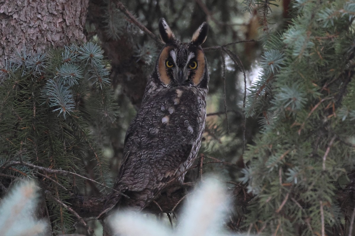 Long-eared Owl - ML610790316