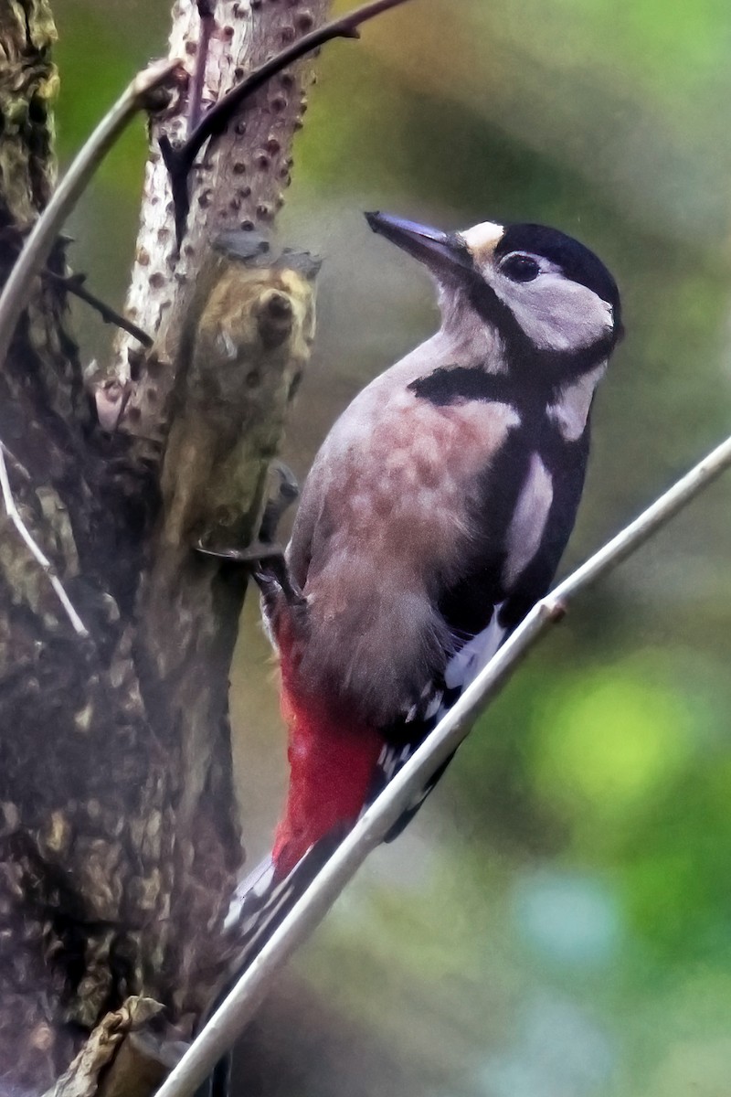 Great Spotted Woodpecker - ML610790723