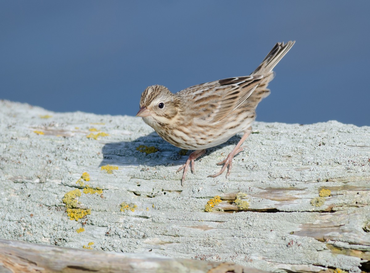 Savannah Sparrow (Ipswich) - ML610790751