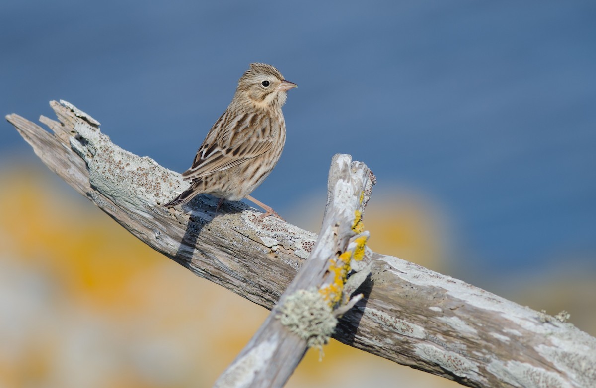 Savannah Sparrow (Ipswich) - ML610790752