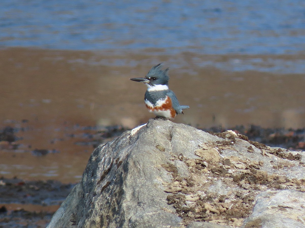 Belted Kingfisher - ML610790942
