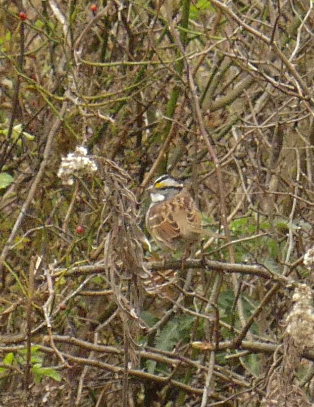 White-throated Sparrow - Al Cadesky