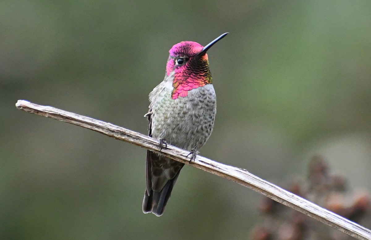 Anna's Hummingbird - ML610791263