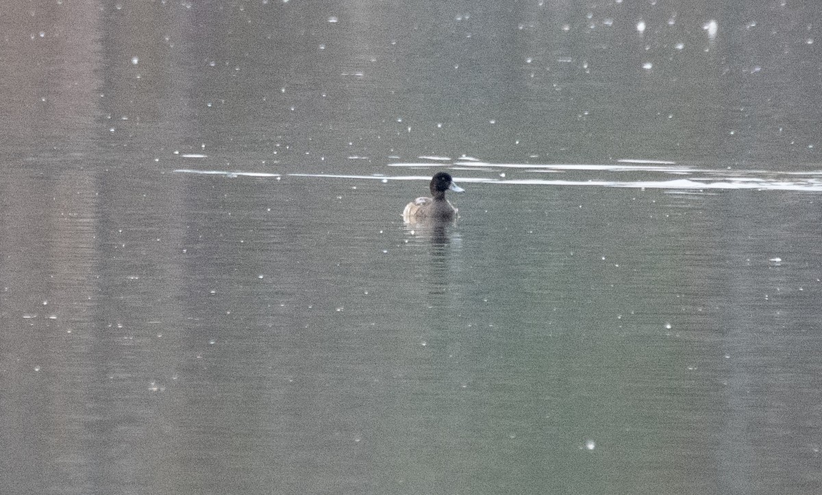 Greater Scaup - ML610791757