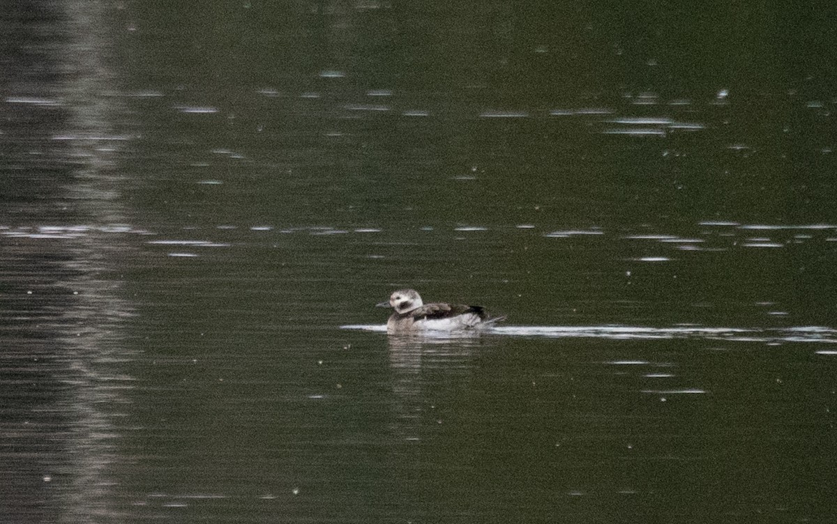 Long-tailed Duck - ML610791777
