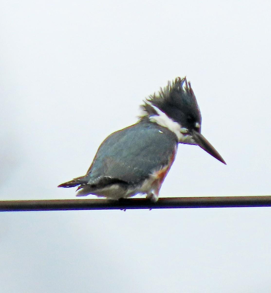 Belted Kingfisher - ML610792460