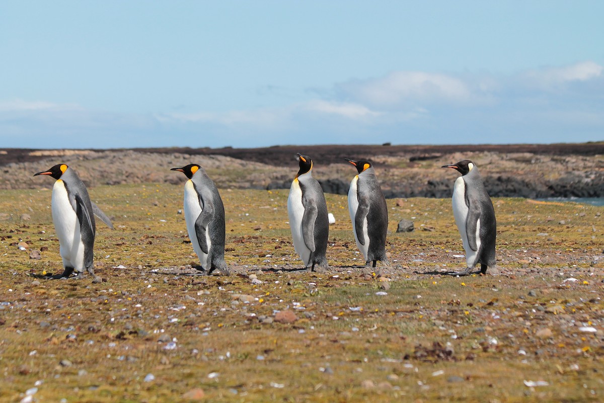 tučňák patagonský - ML610792502