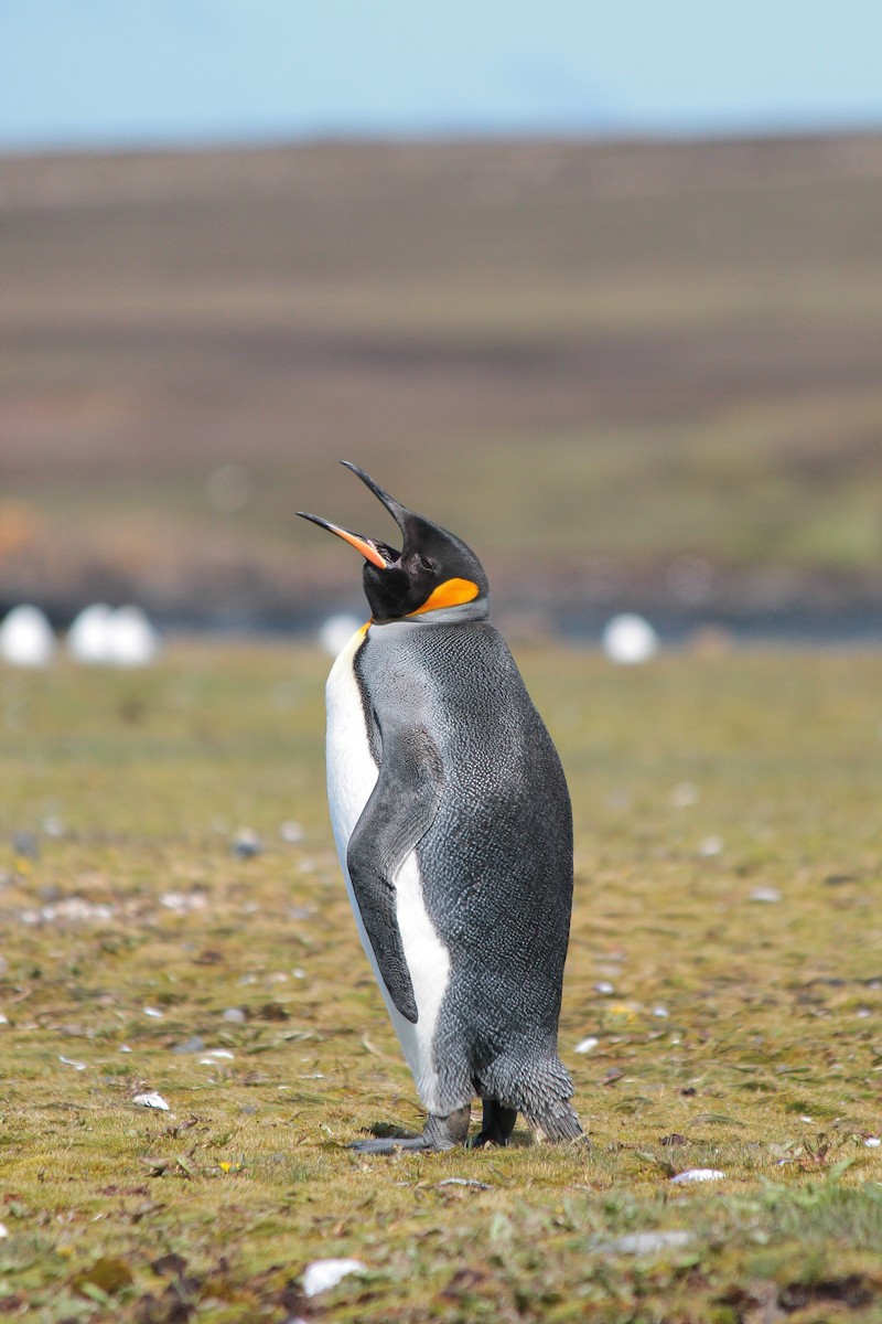 tučňák patagonský - ML610792526