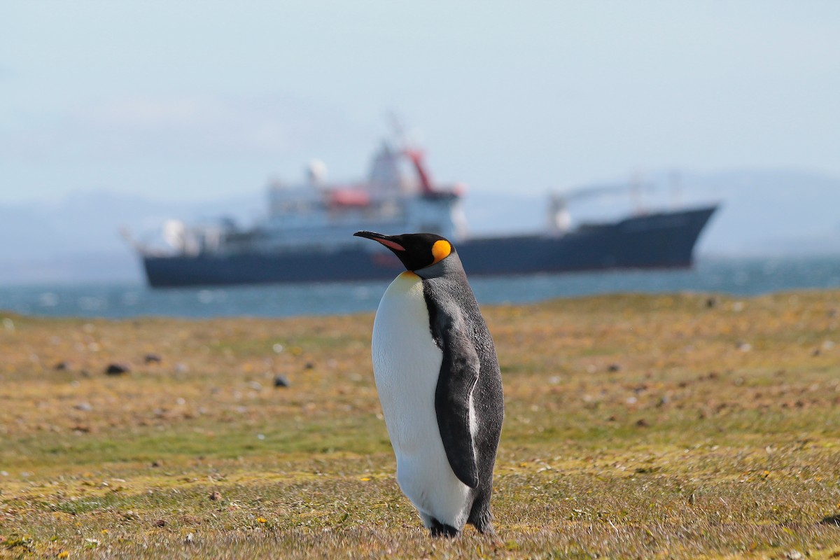 tučňák patagonský - ML610792711