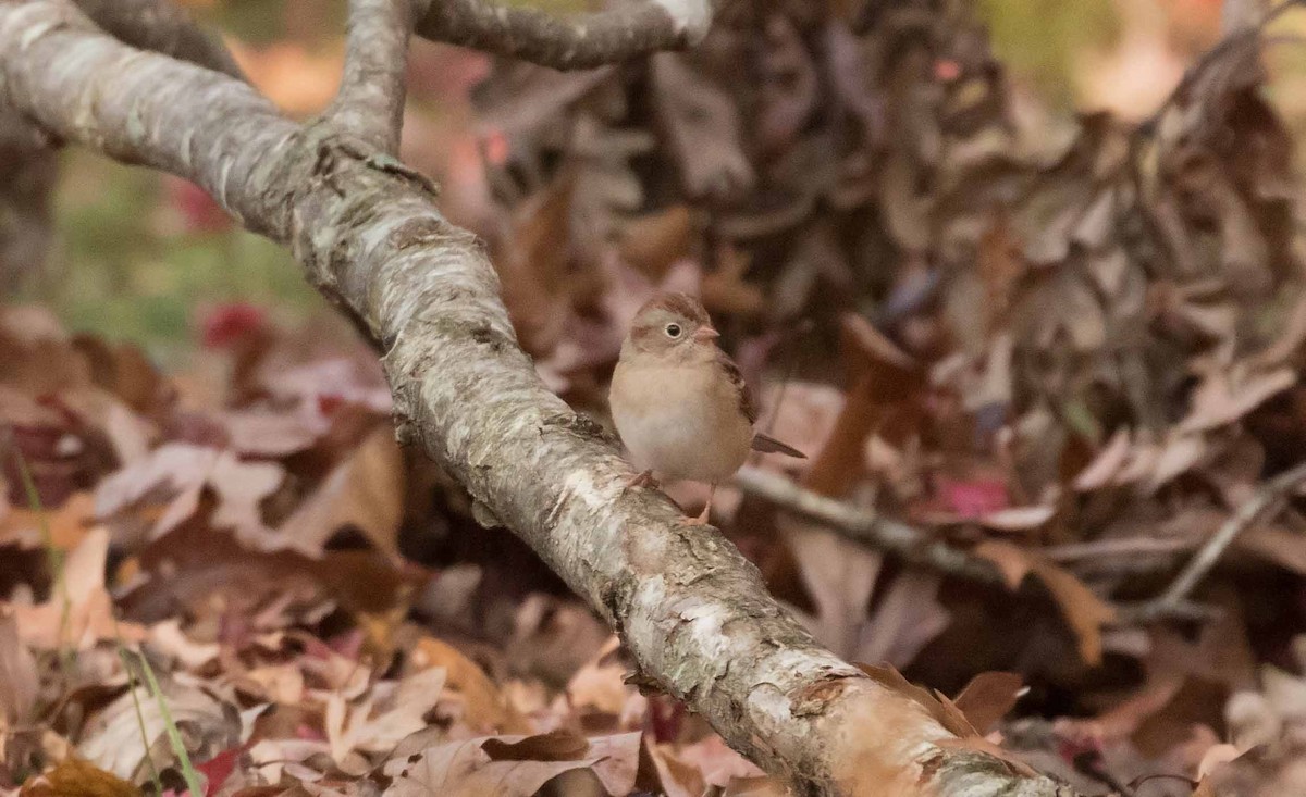 Field Sparrow - Matthew Skalla