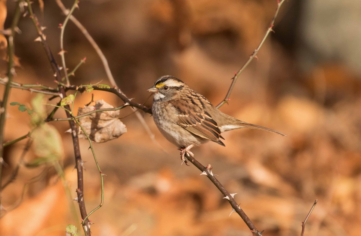 White-throated Sparrow - ML610792789
