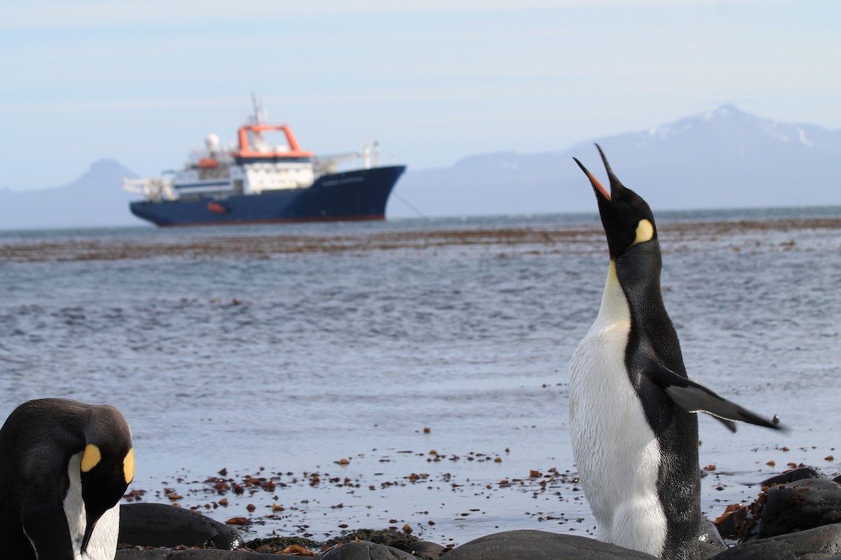 tučňák patagonský - ML610793039