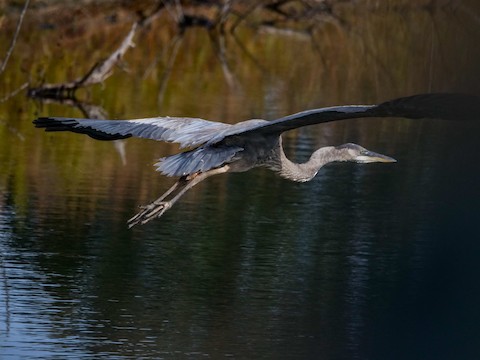 Great Blue Heron - Roger Horn