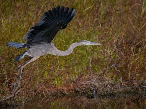 Great Blue Heron - Roger Horn