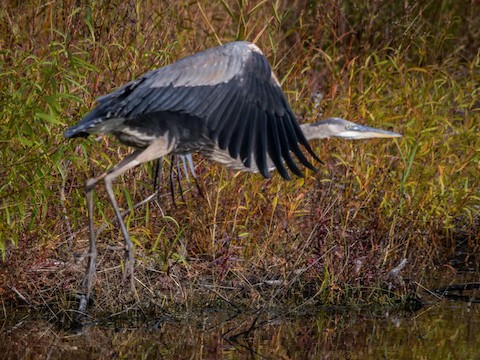 Great Blue Heron - Roger Horn