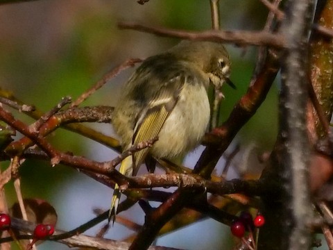 Ruby-crowned Kinglet - Roger Horn