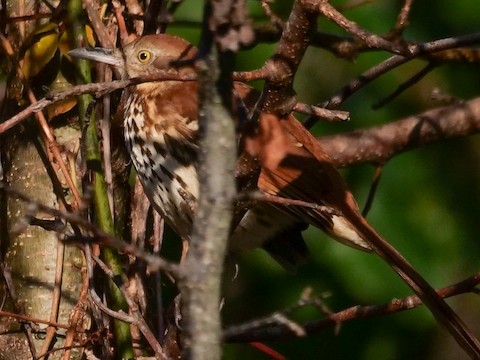 Brown Thrasher - Roger Horn