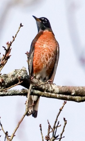 American Robin - Roger Horn