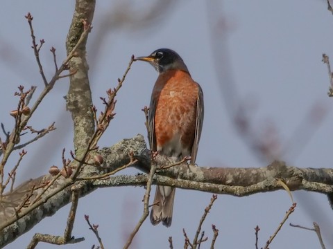 American Robin - Roger Horn