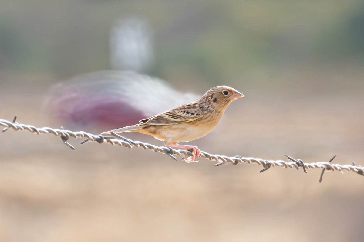 Grasshopper Sparrow - Tom Pritchard